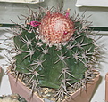 Нажмите на изображение для увеличения.

Название:	Pytkov_Melocactus_concinnus.jpg
Просмотров:	154
Размер:	129.6 Кб
ID:	305592