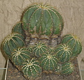 Нажмите на изображение для увеличения.

Название:	Noskov_Eriocactus_magnificus2.jpg
Просмотров:	131
Размер:	93.5 Кб
ID:	305594