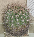 Нажмите на изображение для увеличения.

Название:	Noskov_Gumnocalycium_saglionis1.JPG
Просмотров:	142
Размер:	124.6 Кб
ID:	305595