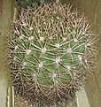 Нажмите на изображение для увеличения.

Название:	Noskov_Gumnocalycium_saglionis2.jpg
Просмотров:	131
Размер:	135.8 Кб
ID:	305596