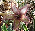 Нажмите на изображение для увеличения.

Название:	Stapeliagetliffii2007_10050013.jpg
Просмотров:	192
Размер:	60.0 Кб
ID:	305598