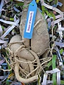 Нажмите на изображение для увеличения.

Название:	Adenium-2.JPG
Просмотров:	210
Размер:	112.4 Кб
ID:	305666