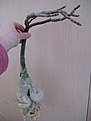 Нажмите на изображение для увеличения.

Название:	Adenium-4.JPG
Просмотров:	199
Размер:	52.2 Кб
ID:	305668