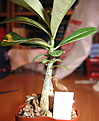 Нажмите на изображение для увеличения.

Название:	adenium.jpg
Просмотров:	198
Размер:	185.3 Кб
ID:	305669