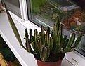 Нажмите на изображение для увеличения.

Название:	stapelia1.jpg
Просмотров:	358
Размер:	10.0 Кб
ID:	305764