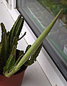 Нажмите на изображение для увеличения.

Название:	stapelia2.jpg
Просмотров:	395
Размер:	35.6 Кб
ID:	305765