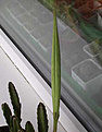 Нажмите на изображение для увеличения.

Название:	stapelia3.jpg
Просмотров:	377
Размер:	32.8 Кб
ID:	305766