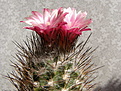 Нажмите на изображение для увеличения.

Название:	Pyrrhocactus_floccosus_4.JPG
Просмотров:	301
Размер:	86.5 Кб
ID:	305787