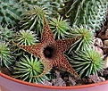 Нажмите на изображение для увеличения.

Название:	Huerniapillansii-05.jpg
Просмотров:	182
Размер:	72.9 Кб
ID:	305801