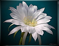 Нажмите на изображение для увеличения.

Название:	Echinopsis_subdenudatum20080704_5_2.jpg
Просмотров:	159
Размер:	93.7 Кб
ID:	305807