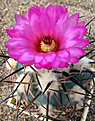 Нажмите на изображение для увеличения.

Название:	Echinocactus horizonthalonius MK 29.103 s.  Cuatrocienegas.jpg
Просмотров:	645
Размер:	148.9 Кб
ID:	305809