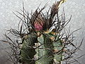Нажмите на изображение для увеличения.

Название:	Astrophytum_capricorne_16.JPG
Просмотров:	334
Размер:	100.7 Кб
ID:	305841
