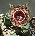 Нажмите на изображение для увеличения.

Название:	Huernia_guttata2.JPG
Просмотров:	174
Размер:	111.0 Кб
ID:	305849