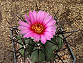Нажмите на изображение для увеличения.

Название:	Echinocactus horizonthalonius.jpg
Просмотров:	672
Размер:	154.1 Кб
ID:	305884