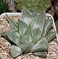 Нажмите на изображение для увеличения.

Название:	Haworthia_retusa_cv_Grey_Ghost.JPG
Просмотров:	401
Размер:	106.0 Кб
ID:	305899