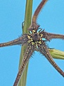 Нажмите на изображение для увеличения.

Название:	Carallumaarachnoidea1stapeliadsinfo.jpg
Просмотров:	129
Размер:	43.1 Кб
ID:	305931