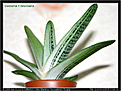 Нажмите на изображение для увеличения.

Название:	sl-gasteria_batesiana_2.jpg
Просмотров:	196
Размер:	69.9 Кб
ID:	305957