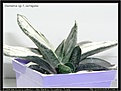 Нажмите на изображение для увеличения.

Название:	sl-gasteria_variegata_white01.jpg
Просмотров:	179
Размер:	47.8 Кб
ID:	305958