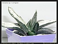 Нажмите на изображение для увеличения.

Название:	sl-gasteria_variegata_white01.jpg
Просмотров:	161
Размер:	47.8 Кб
ID:	305958