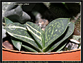 Нажмите на изображение для увеличения.

Название:	sl-gasteria_variegata_yellow_2.jpg
Просмотров:	189
Размер:	80.2 Кб
ID:	305960