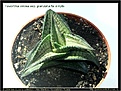 Нажмите на изображение для увеличения.

Название:	sl-haworthia_venosa_granulata_simplix_1.jpg
Просмотров:	170
Размер:	78.9 Кб
ID:	305961