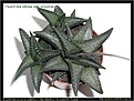 Нажмите на изображение для увеличения.

Название:	sl-haworthia_venosa_tessellata_1.jpg
Просмотров:	168
Размер:	64.5 Кб
ID:	305962