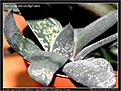 Нажмите на изображение для увеличения.

Название:	sl-gasteria_pseudonigricans_1.jpg
Просмотров:	192
Размер:	87.2 Кб
ID:	305963
