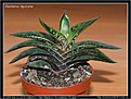 Нажмите на изображение для увеличения.

Название:	sl-gasteria_liliputana_1.jpg
Просмотров:	191
Размер:	79.0 Кб
ID:	305964