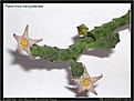 Нажмите на изображение для увеличения.

Название:	sl-piaranthus_barrydalensis01.jpg
Просмотров:	154
Размер:	57.5 Кб
ID:	305974