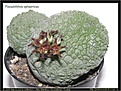 Нажмите на изображение для увеличения.

Название:	sl.pseudolithos.sphaericus.02---podokonnik.lihoman.ru.jpg
Просмотров:	138
Размер:	71.2 Кб
ID:	305975