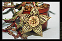 Нажмите на изображение для увеличения.

Название:	sl.stapelia.variegata---podokonnik.lihoman.ru.jpg
Просмотров:	128
Размер:	57.6 Кб
ID:	305977