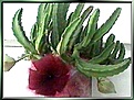 Нажмите на изображение для увеличения.

Название:	Stapelia_grandiflora01.jpg
Просмотров:	151
Размер:	20.5 Кб
ID:	305978