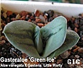 Нажмите на изображение для увеличения.

Название:	Gasteraloe_Green_Ice.jpg
Просмотров:	142
Размер:	46.0 Кб
ID:	305984