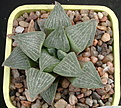 Нажмите на изображение для увеличения.

Название:	Haworthia_argenteo-maculosa.jpg
Просмотров:	228
Размер:	133.9 Кб
ID:	305990