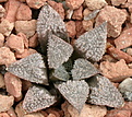 Нажмите на изображение для увеличения.

Название:	Haworthia_emelyae_v._major.jpg
Просмотров:	247
Размер:	113.8 Кб
ID:	305992