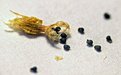 Нажмите на изображение для увеличения.

Название:	Mammillariawildiiseeds.JPG
Просмотров:	115
Размер:	89.6 Кб
ID:	306006