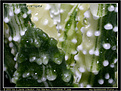 Нажмите на изображение для увеличения.

Название:	sl-haworthia_pumila_variegata_SL.2008.11.jpg
Просмотров:	177
Размер:	87.7 Кб
ID:	306069