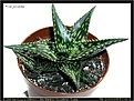 Нажмите на изображение для увеличения.

Название:	sl-aloe_jucunda01.jpg
Просмотров:	1642
Размер:	67.1 Кб
ID:	306082