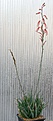 Нажмите на изображение для увеличения.

Название:	Aloe_parvula_IMG_3549.jpg
Просмотров:	370
Размер:	85.9 Кб
ID:	306086