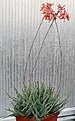 Нажмите на изображение для увеличения.

Название:	Aloe_parvulaxdescoingsii_IMG_3563.jpg
Просмотров:	385
Размер:	131.7 Кб
ID:	306088
