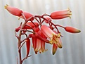 Нажмите на изображение для увеличения.

Название:	Aloe_parvulaxdescoingsii_IMG_3566.jpg
Просмотров:	348
Размер:	67.3 Кб
ID:	306089