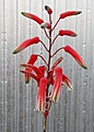 Нажмите на изображение для увеличения.

Название:	Aloe_rauhii_IMG_3588.jpg
Просмотров:	353
Размер:	110.8 Кб
ID:	306093