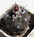 Нажмите на изображение для увеличения.

Название:	Pyrrhocactusvertongenii_31.JPG
Просмотров:	678
Размер:	78.8 Кб
ID:	306114