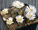 Нажмите на изображение для увеличения.

Название:	Lithops_salicola_IMG_2505.jpg
Просмотров:	3249
Размер:	125.3 Кб
ID:	306116