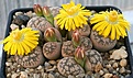 Нажмите на изображение для увеличения.

Название:	Lithops_gesinae_IMG_2344.jpg
Просмотров:	2867
Размер:	115.1 Кб
ID:	306117