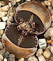 Нажмите на изображение для увеличения.

Название:	Lithops_lesliei_v_venteri_C1_IMG_7077.jpg
Просмотров:	3120
Размер:	57.2 Кб
ID:	306121
