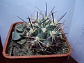 Нажмите на изображение для увеличения.

Название:	Pyrhocactusumadeave11.jpg
Просмотров:	312
Размер:	132.3 Кб
ID:	306142
