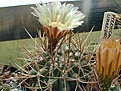 Нажмите на изображение для увеличения.

Название:	pyrrhocactuslimariensis.jpg
Просмотров:	318
Размер:	37.0 Кб
ID:	306147