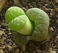 Нажмите на изображение для увеличения.

Название:	Lithops fulviceps 'Aurea'_01.09.jpg
Просмотров:	205
Размер:	82.6 Кб
ID:	306156