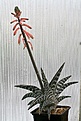Нажмите на изображение для увеличения.

Название:	Aloe_variegata_IMG_3917.jpg
Просмотров:	360
Размер:	123.8 Кб
ID:	306161
